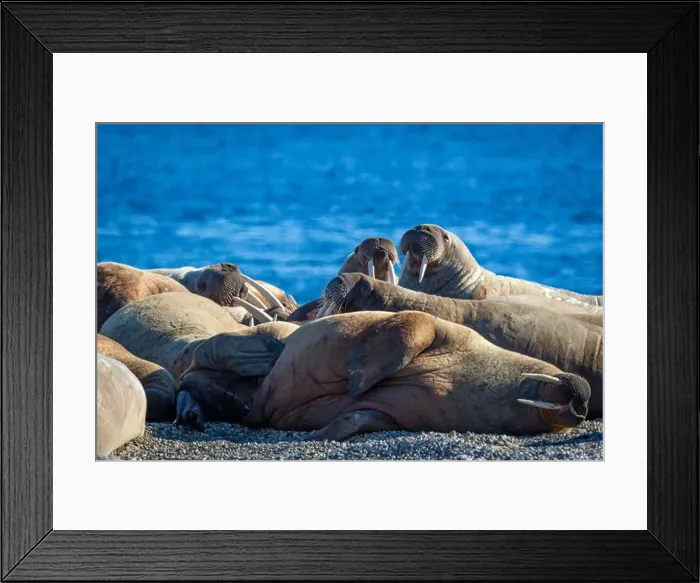 Framed Print : visiting a colony with walruses at Torellneset on Nordaustlandet on Svalbard, Norway Framed Print : visiting a colony with walruses at Torellneset on Nordaustlandet on Svalbard, Norway