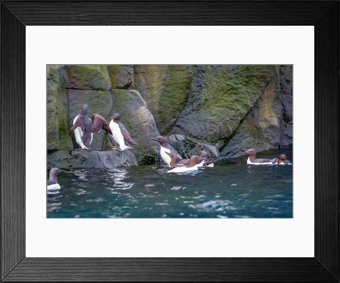 Framed Print : Bird watching at the Alkefjellet between Spitsbergen and Nordaustlandet on Svalbard, Norway Framed Print : Bird watching at the Alkefjellet between Spitsbergen and Nordaustlandet on Svalbard, Norway