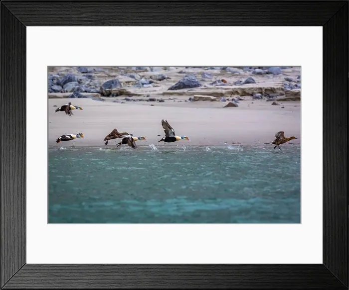 Framed Print : king eider ducks bird watching in the Arctic in the Hamiltonbukta on Spitsbergen on Svalbard, Norway Framed Print : king eider ducks bird watching in the Arctic in the Hamiltonbukta on Spitsbergen on Svalbard, Norway