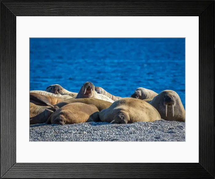 Framed Print : visiting a colony with walruses at Torellneset on Nordaustlandet on Svalbard, Norway Framed Print : visiting a colony with walruses at Torellneset on Nordaustlandet on Svalbard, Norway