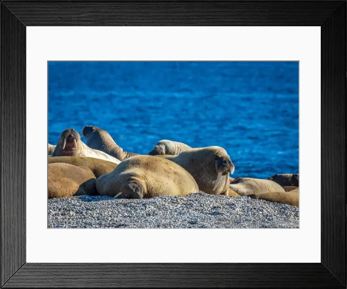 Framed Print : visiting a colony with walruses at Torellneset on Nordaustlandet on Svalbard, Norway Framed Print : visiting a colony with walruses at Torellneset on Nordaustlandet on Svalbard, Norway