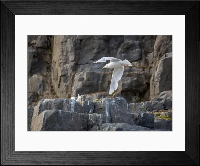 Framed Print : Bird watching at the Alkefjellet between Spitsbergen and Nordaustlandet on Svalbard, Norway Framed Print : Bird watching at the Alkefjellet between Spitsbergen and Nordaustlandet on Svalbard, Norway
