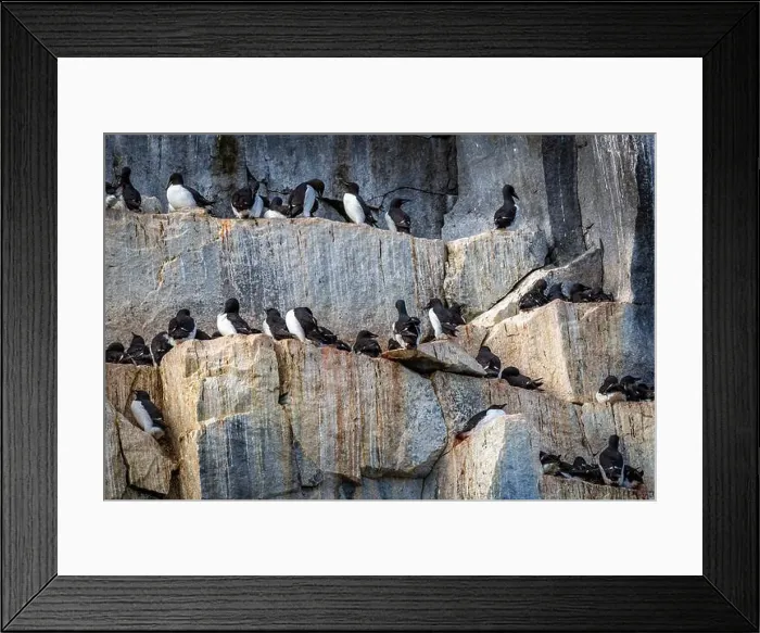 Framed Print : Bird watching at the Alkefjellet between Spitsbergen and Nordaustlandet on Svalbard, Norway Framed Print : Bird watching at the Alkefjellet between Spitsbergen and Nordaustlandet on Svalbard, Norway