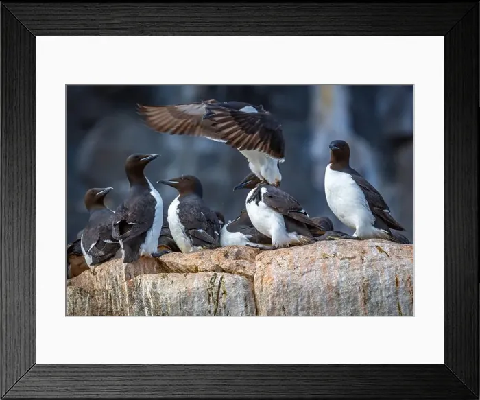 Framed Print : Bird watching at the Alkefjellet between Spitsbergen and Nordaustlandet on Svalbard, Norway Framed Print : Bird watching at the Alkefjellet between Spitsbergen and Nordaustlandet on Svalbard, Norway