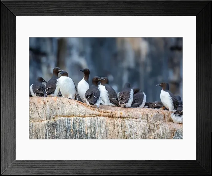 Framed Print : Bird watching at the Alkefjellet between Spitsbergen and Nordaustlandet on Svalbard, Norway Framed Print : Bird watching at the Alkefjellet between Spitsbergen and Nordaustlandet on Svalbard, Norway