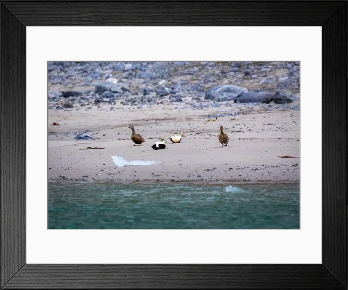 Framed Print : king eider ducks bird watching in the Arctic in the Hamiltonbukta on Spitsbergen on Svalbard, Norway Framed Print : king eider ducks bird watching in the Arctic in the Hamiltonbukta on Spitsbergen on Svalbard, Norway
