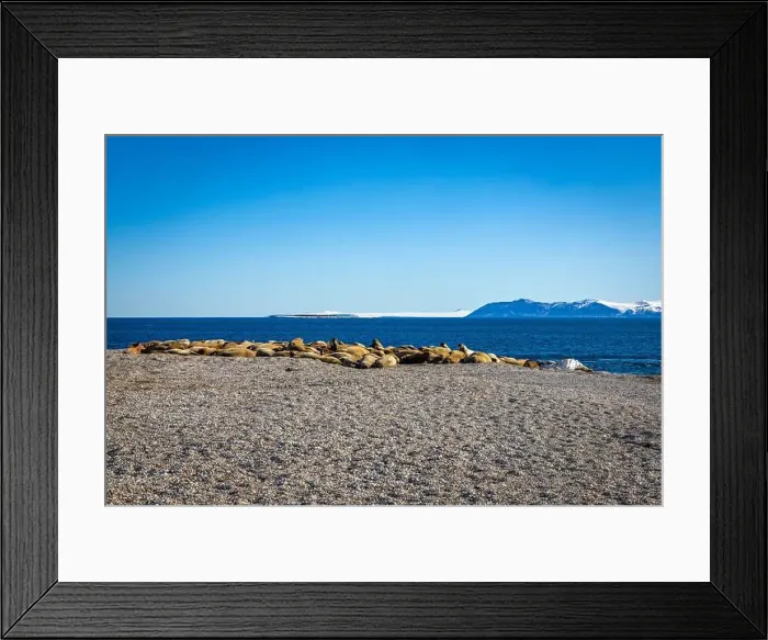 Framed Print : visiting a colony with walruses at Torellneset on Nordaustlandet on Svalbard, Norway Framed Print : visiting a colony with walruses at Torellneset on Nordaustlandet on Svalbard, Norway