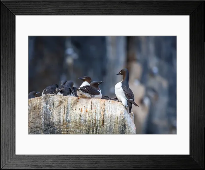 Framed Print : Bird watching at the Alkefjellet between Spitsbergen and Nordaustlandet on Svalbard, Norway Framed Print : Bird watching at the Alkefjellet between Spitsbergen and Nordaustlandet on Svalbard, Norway