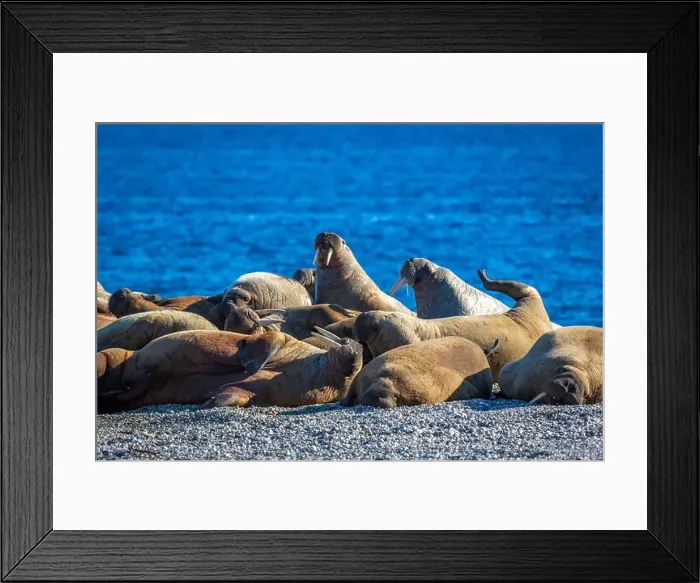 Framed Print : visiting a colony with walruses at Torellneset on Nordaustlandet on Svalbard, Norway Framed Print : visiting a colony with walruses at Torellneset on Nordaustlandet on Svalbard, Norway