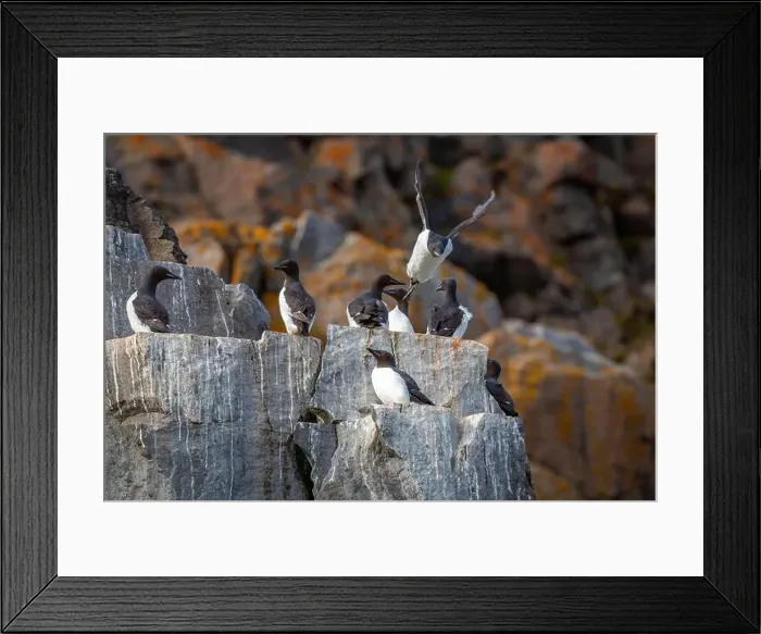 Framed Print : Bird watching at the Alkefjellet between Spitsbergen and Nordaustlandet on Svalbard, Norway Framed Print : Bird watching at the Alkefjellet between Spitsbergen and Nordaustlandet on Svalbard, Norway
