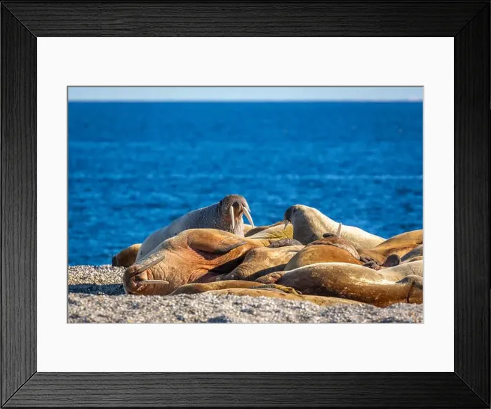 Framed Print : visiting a colony with walruses at Torellneset on Nordaustlandet on Svalbard, Norway Framed Print : visiting a colony with walruses at Torellneset on Nordaustlandet on Svalbard, Norway