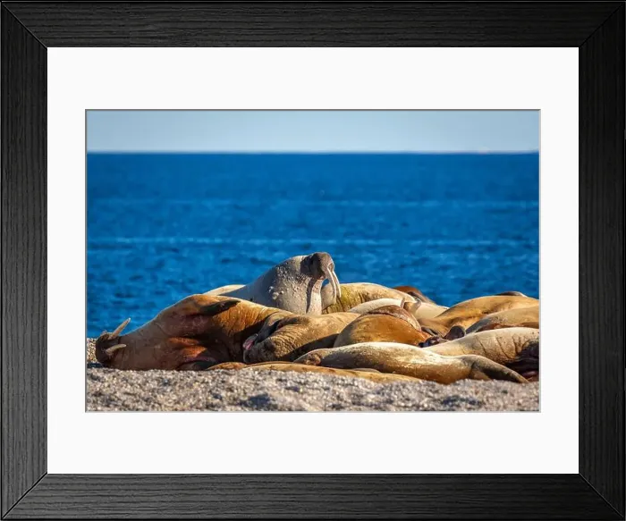 Framed Print : visiting a colony with walruses at Torellneset on Nordaustlandet on Svalbard, Norway Framed Print : visiting a colony with walruses at Torellneset on Nordaustlandet on Svalbard, Norway
