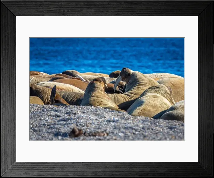 Framed Print : visiting a colony with walruses at Torellneset on Nordaustlandet on Svalbard, Norway Framed Print : visiting a colony with walruses at Torellneset on Nordaustlandet on Svalbard, Norway
