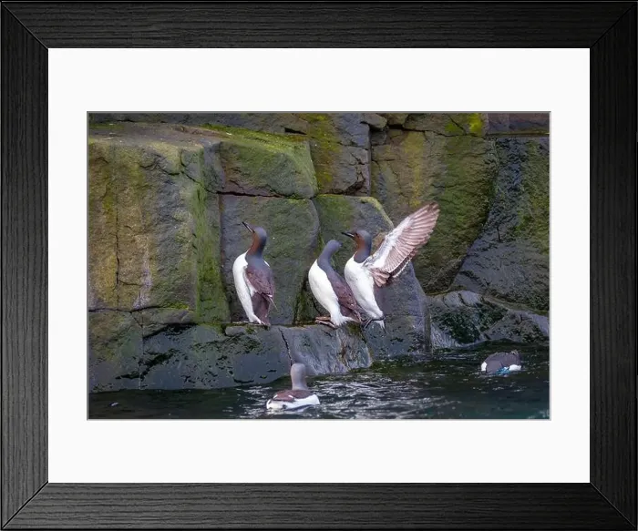 Framed Print : Bird watching at the Alkefjellet between Spitsbergen and Nordaustlandet on Svalbard, Norway Framed Print : Bird watching at the Alkefjellet between Spitsbergen and Nordaustlandet on Svalbard, Norway
