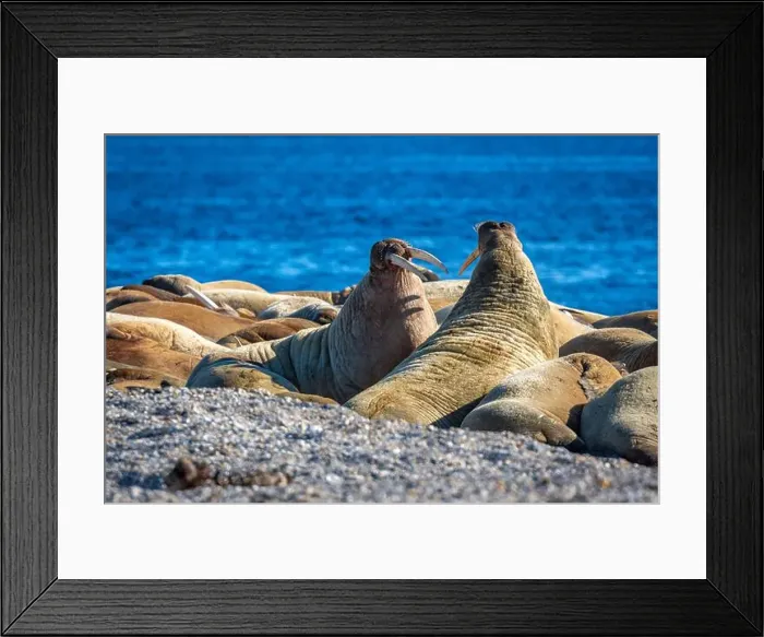 Framed Print : visiting a colony with walruses at Torellneset on Nordaustlandet on Svalbard, Norway Framed Print : visiting a colony with walruses at Torellneset on Nordaustlandet on Svalbard, Norway