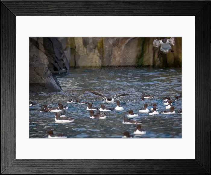 Framed Print : Bird watching at the Alkefjellet between Spitsbergen and Nordaustlandet on Svalbard, Norway Framed Print : Bird watching at the Alkefjellet between Spitsbergen and Nordaustlandet on Svalbard, Norway