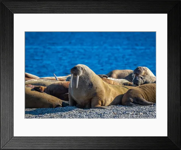 Framed Print : visiting a colony with walruses at Torellneset on Nordaustlandet on Svalbard, Norway Framed Print : visiting a colony with walruses at Torellneset on Nordaustlandet on Svalbard, Norway