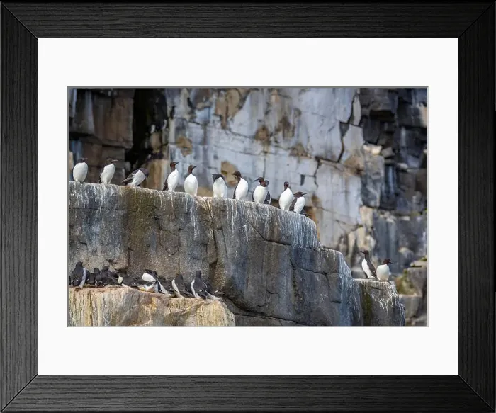 Framed Print : Bird watching at the Alkefjellet between Spitsbergen and Nordaustlandet on Svalbard, Norway Framed Print : Bird watching at the Alkefjellet between Spitsbergen and Nordaustlandet on Svalbard, Norway