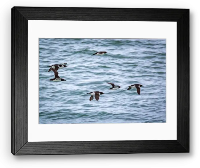 Framed Print : king eider ducks bird watching in the Arctic in the Hamiltonbukta on Spitsbergen on Svalbard, Norway Framed Print : king eider ducks bird watching in the Arctic in the Hamiltonbukta on Spitsbergen on Svalbard, Norway