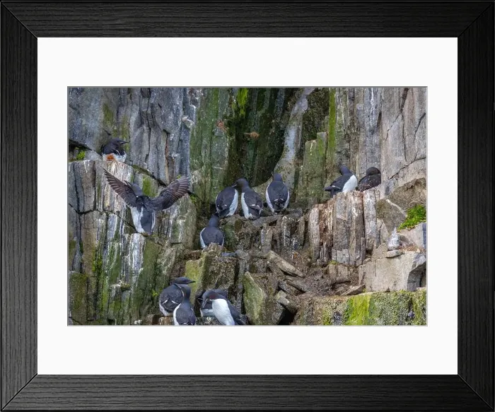 Framed Print : Bird watching at the Alkefjellet between Spitsbergen and Nordaustlandet on Svalbard, Norway Framed Print : Bird watching at the Alkefjellet between Spitsbergen and Nordaustlandet on Svalbard, Norway