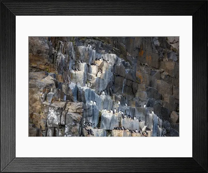 Framed Print : Bird watching at the Alkefjellet between Spitsbergen and Nordaustlandet on Svalbard, Norway Framed Print : Bird watching at the Alkefjellet between Spitsbergen and Nordaustlandet on Svalbard, Norway