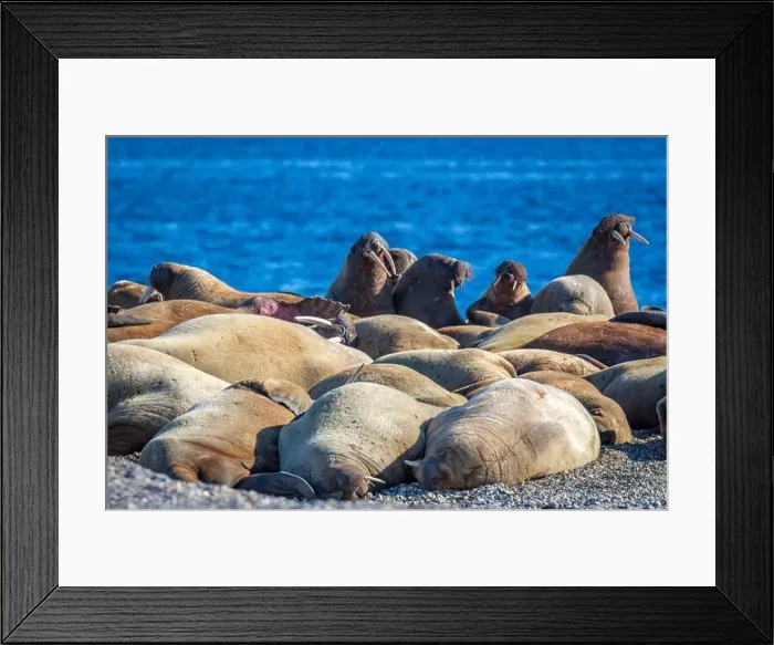 Framed Print : visiting a colony with walruses at Torellneset on Nordaustlandet on Svalbard, Norway Framed Print : visiting a colony with walruses at Torellneset on Nordaustlandet on Svalbard, Norway