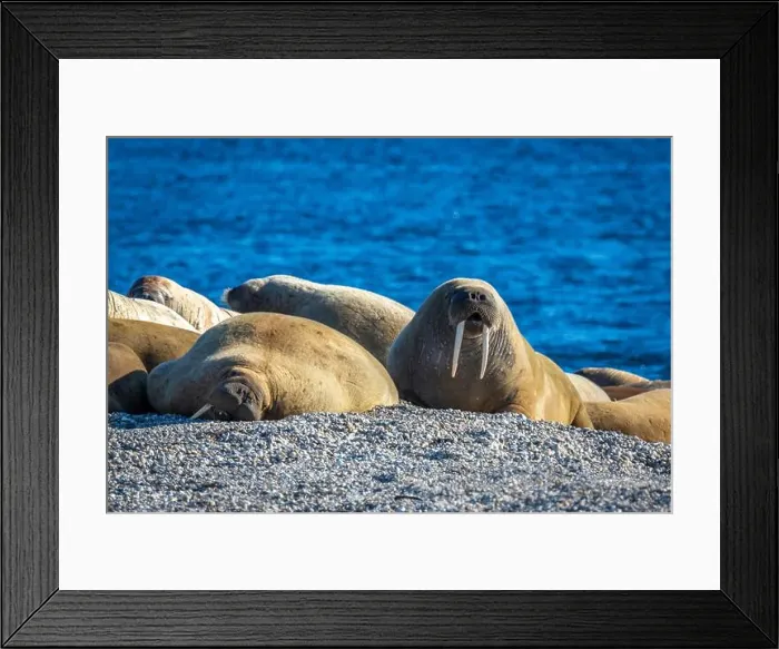 Framed Print : visiting a colony with walruses at Torellneset on Nordaustlandet on Svalbard, Norway Framed Print : visiting a colony with walruses at Torellneset on Nordaustlandet on Svalbard, Norway
