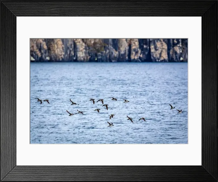 Framed Print : Bird watching at the Alkefjellet between Spitsbergen and Nordaustlandet on Svalbard, Norway Framed Print : Bird watching at the Alkefjellet between Spitsbergen and Nordaustlandet on Svalbard, Norway