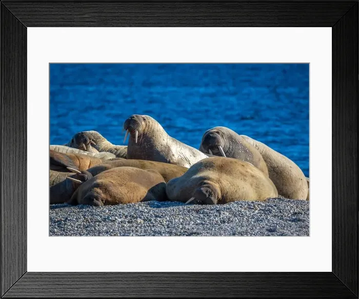 Framed Print : visiting a colony with walruses at Torellneset on Nordaustlandet on Svalbard, Norway Framed Print : visiting a colony with walruses at Torellneset on Nordaustlandet on Svalbard, Norway