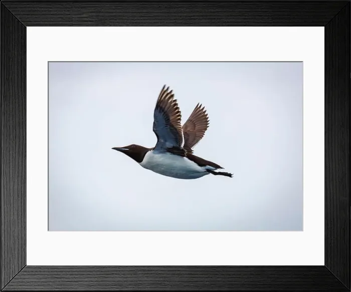Framed Print : Bird watching at the Alkefjellet between Spitsbergen and Nordaustlandet on Svalbard, Norway Framed Print : Bird watching at the Alkefjellet between Spitsbergen and Nordaustlandet on Svalbard, Norway