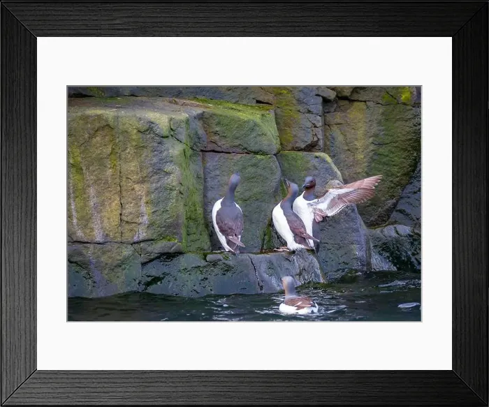 Framed Print : Bird watching at the Alkefjellet between Spitsbergen and Nordaustlandet on Svalbard, Norway Framed Print : Bird watching at the Alkefjellet between Spitsbergen and Nordaustlandet on Svalbard, Norway