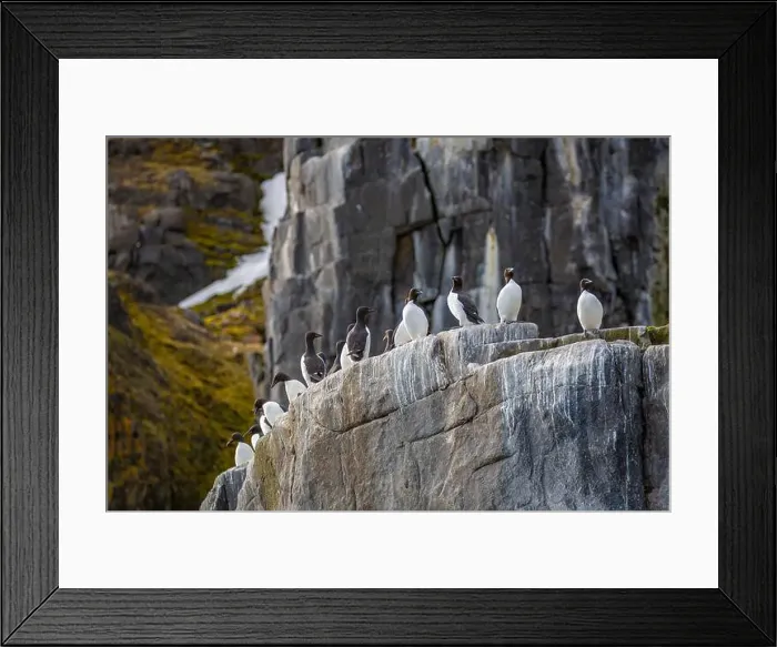 Framed Print : Bird watching at the Alkefjellet between Spitsbergen and Nordaustlandet on Svalbard, Norway Framed Print : Bird watching at the Alkefjellet between Spitsbergen and Nordaustlandet on Svalbard, Norway