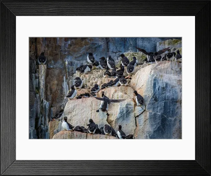 Framed Print : Bird watching at the Alkefjellet between Spitsbergen and Nordaustlandet on Svalbard, Norway Framed Print : Bird watching at the Alkefjellet between Spitsbergen and Nordaustlandet on Svalbard, Norway