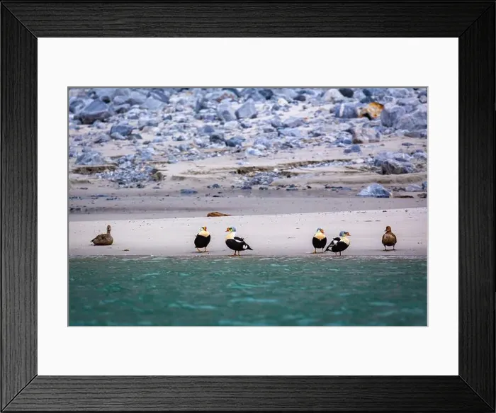 Framed Print : king eider ducks bird watching in the Arctic in the Hamiltonbukta on Spitsbergen on Svalbard, Norway Framed Print : king eider ducks bird watching in the Arctic in the Hamiltonbukta on Spitsbergen on Svalbard, Norway