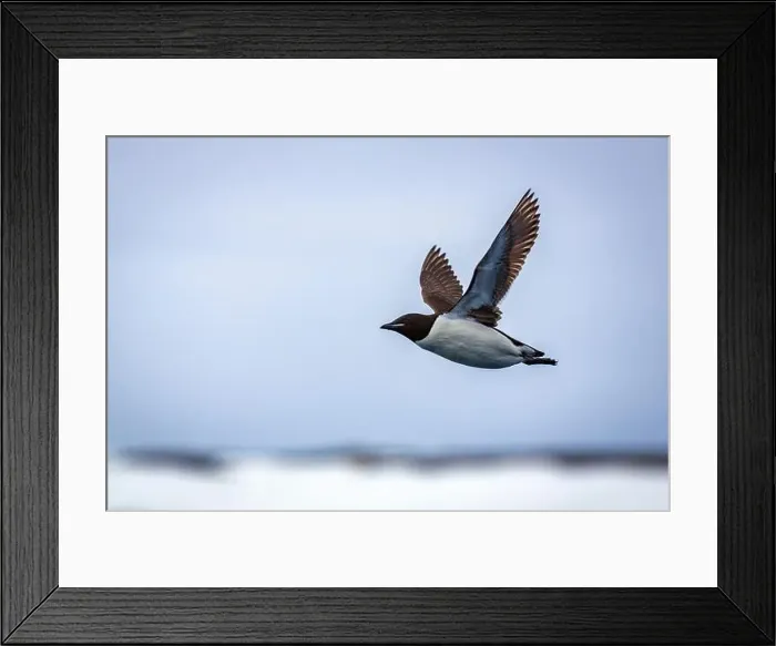 Framed Print : Bird watching at the Alkefjellet between Spitsbergen and Nordaustlandet on Svalbard, Norway Framed Print : Bird watching at the Alkefjellet between Spitsbergen and Nordaustlandet on Svalbard, Norway