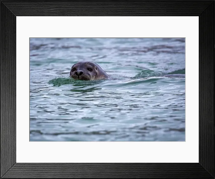 Framed Print : watching a seal in the Hamiltionbukta in Svalbard, Norway Framed Print : watching a seal in the Hamiltionbukta in Svalbard, Norway