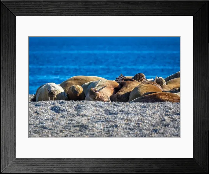 Framed Print : visiting a colony with walruses at Torellneset on Nordaustlandet on Svalbard, Norway Framed Print : visiting a colony with walruses at Torellneset on Nordaustlandet on Svalbard, Norway