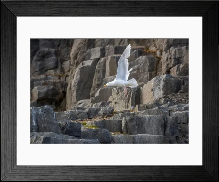 Framed Print : Bird watching at the Alkefjellet between Spitsbergen and Nordaustlandet on Svalbard, Norway Framed Print : Bird watching at the Alkefjellet between Spitsbergen and Nordaustlandet on Svalbard, Norway