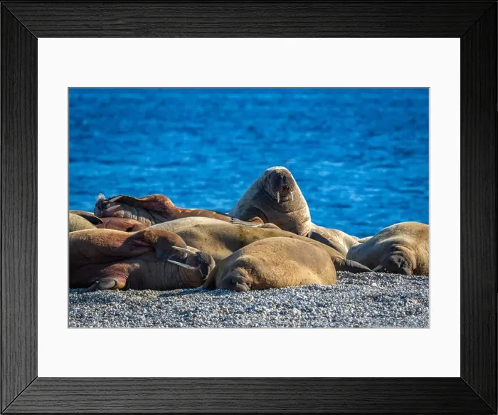 Framed Print : visiting a colony with walruses at Torellneset on Nordaustlandet on Svalbard, Norway Framed Print : visiting a colony with walruses at Torellneset on Nordaustlandet on Svalbard, Norway