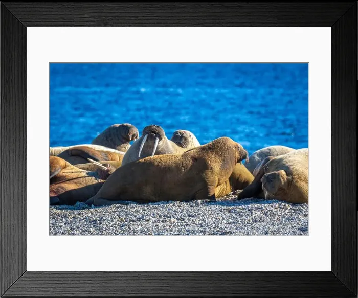 Framed Print : visiting a colony with walruses at Torellneset on Nordaustlandet on Svalbard, Norway Framed Print : visiting a colony with walruses at Torellneset on Nordaustlandet on Svalbard, Norway