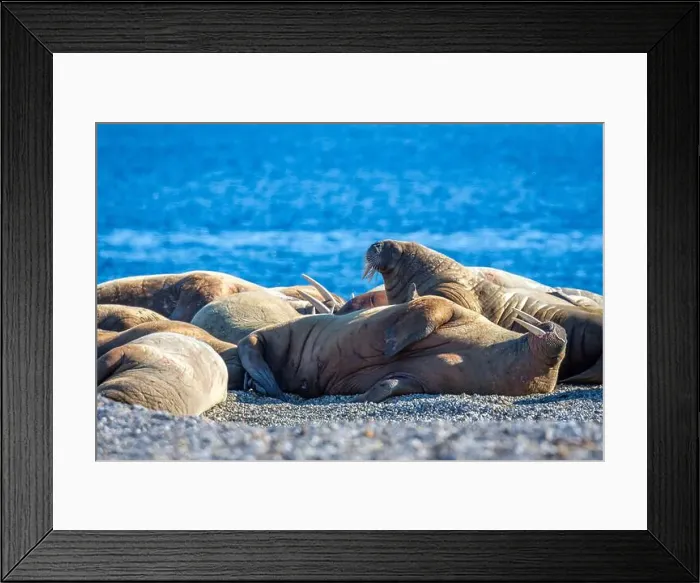 Framed Print : visiting a colony with walruses at Torellneset on Nordaustlandet on Svalbard, Norway Framed Print : visiting a colony with walruses at Torellneset on Nordaustlandet on Svalbard, Norway