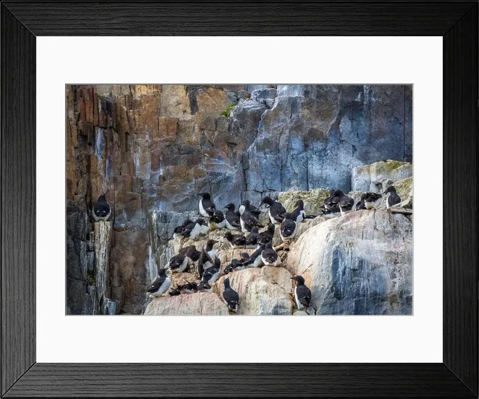 Framed Print : Bird watching at the Alkefjellet between Spitsbergen and Nordaustlandet on Svalbard, Norway Framed Print : Bird watching at the Alkefjellet between Spitsbergen and Nordaustlandet on Svalbard, Norway