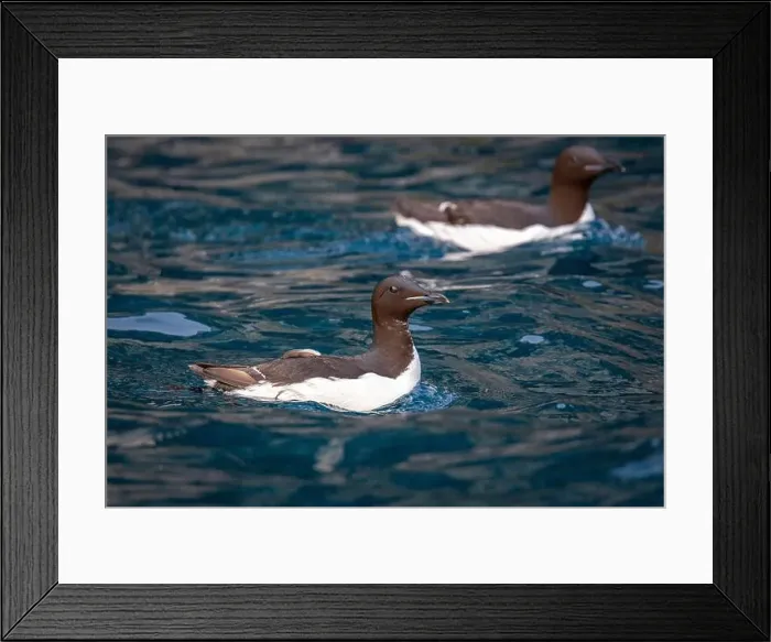 Framed Print : Bird watching at the Alkefjellet between Spitsbergen and Nordaustlandet on Svalbard, Norway Framed Print : Bird watching at the Alkefjellet between Spitsbergen and Nordaustlandet on Svalbard, Norway