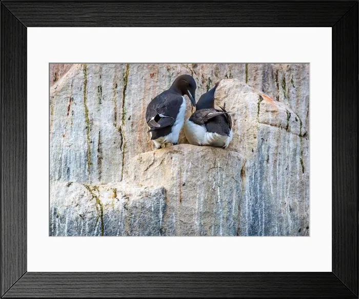 Framed Print : Bird watching at the Alkefjellet between Spitsbergen and Nordaustlandet on Svalbard, Norway Framed Print : Bird watching at the Alkefjellet between Spitsbergen and Nordaustlandet on Svalbard, Norway