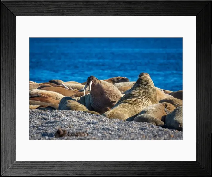 Framed Print : visiting a colony with walruses at Torellneset on Nordaustlandet on Svalbard, Norway Framed Print : visiting a colony with walruses at Torellneset on Nordaustlandet on Svalbard, Norway