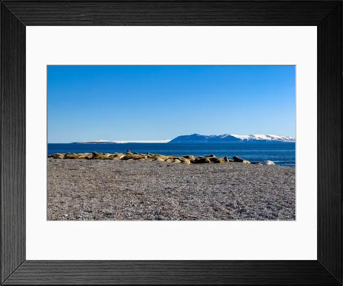 Framed Print : visiting a colony with walruses at Torellneset on Nordaustlandet on Svalbard, Norway Framed Print : visiting a colony with walruses at Torellneset on Nordaustlandet on Svalbard, Norway