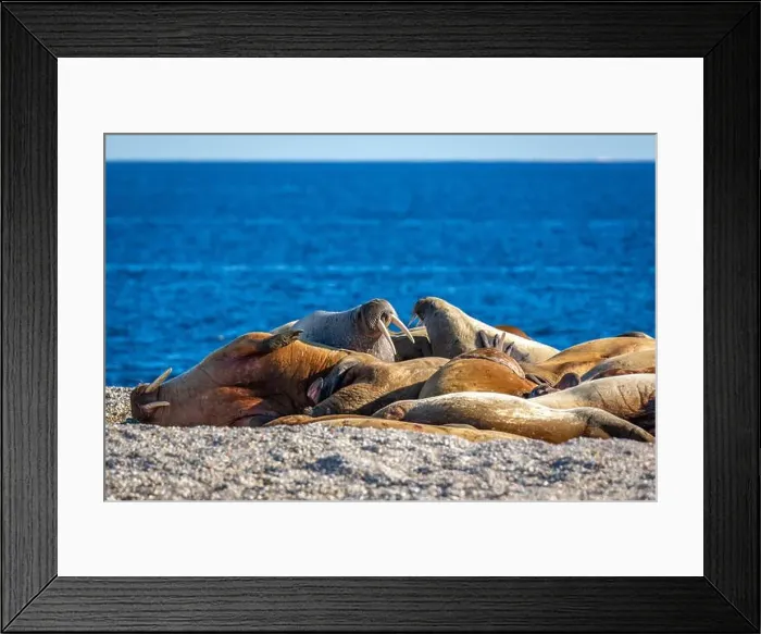 Framed Print : visiting a colony with walruses at Torellneset on Nordaustlandet on Svalbard, Norway Framed Print : visiting a colony with walruses at Torellneset on Nordaustlandet on Svalbard, Norway