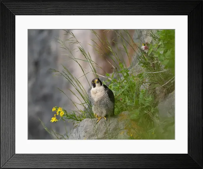 Framed Print : Peregrine falcon[ Falco Peregrinus] perched on a ledge in the Avon gorge, Bristol UK