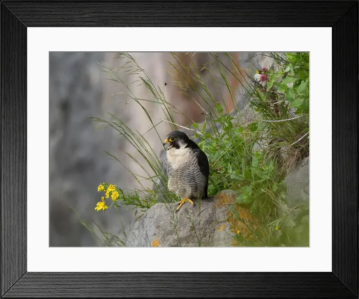 Framed Print : Peregrine falcon[ Falco Peregrinus] perched on a ledge in the Avon gorge, Bristol UK
