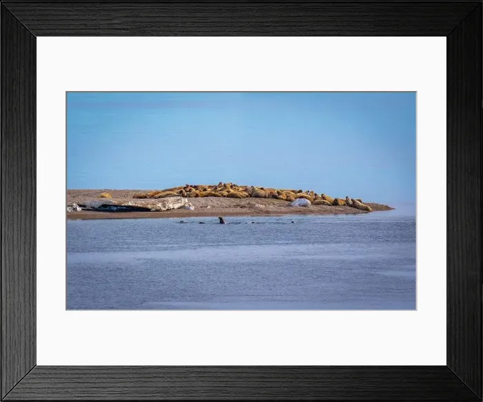 Framed Print : visiting a colony with walruses at Torellneset on Nordaustlandet on Svalbard, Norway Framed Print : visiting a colony with walruses at Torellneset on Nordaustlandet on Svalbard, Norway